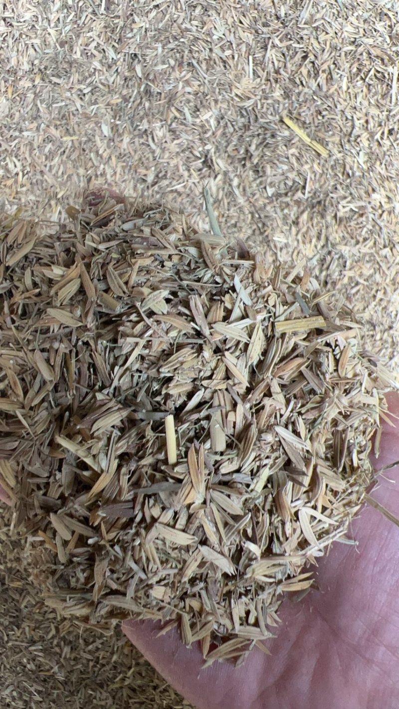 广东瘪谷