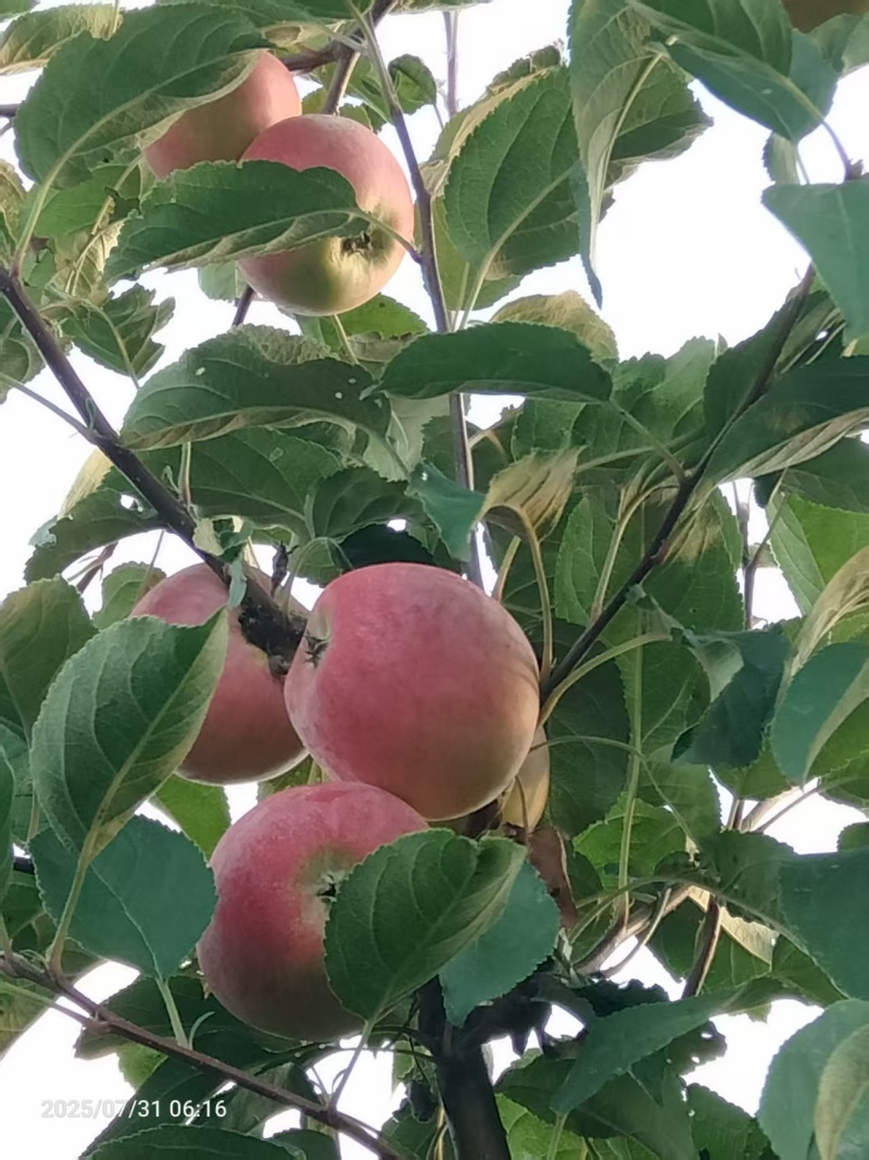 鲁丽苹果