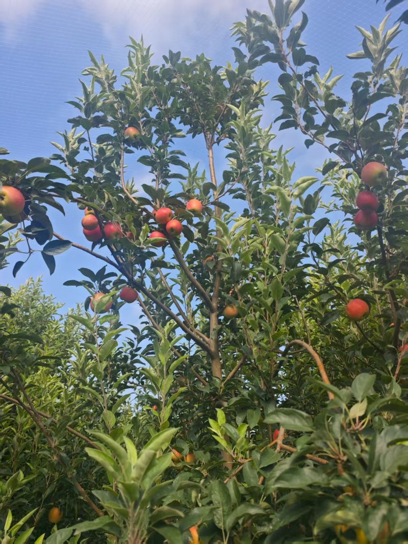 鲁丽苹果