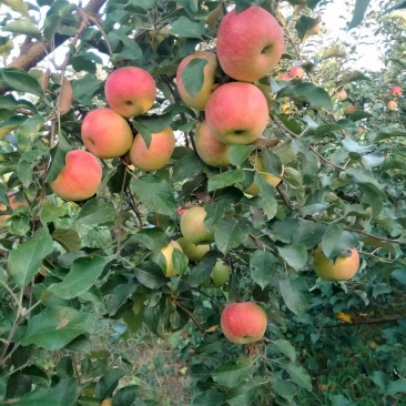 鲁丽苹果