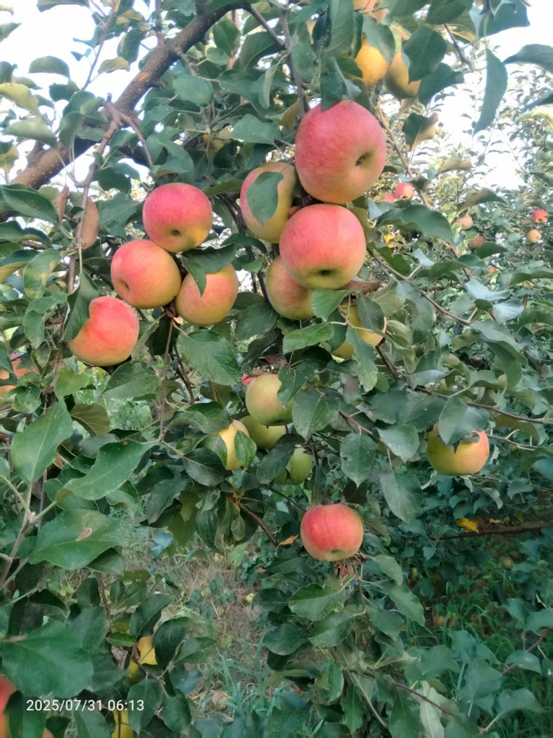 鲁丽苹果
