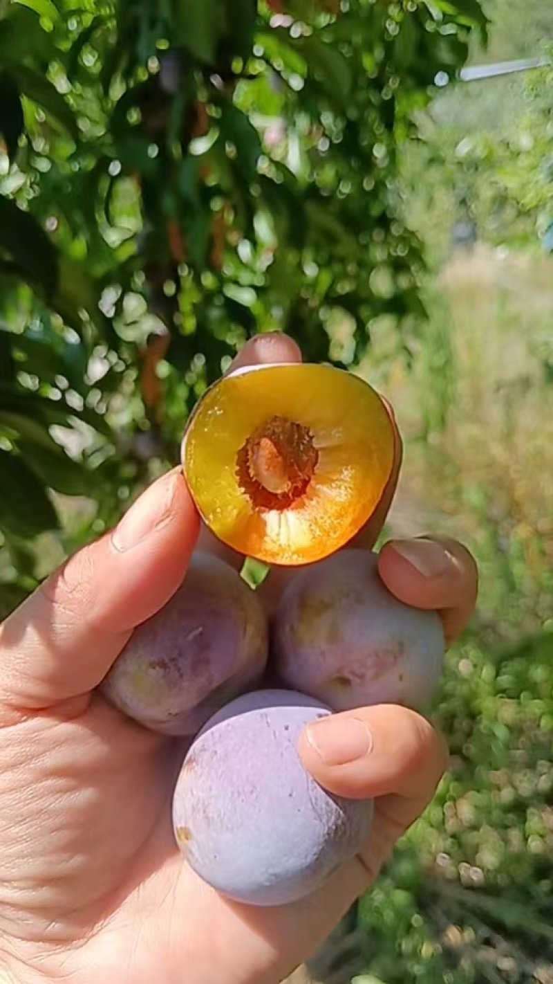 产地直销，量大从优