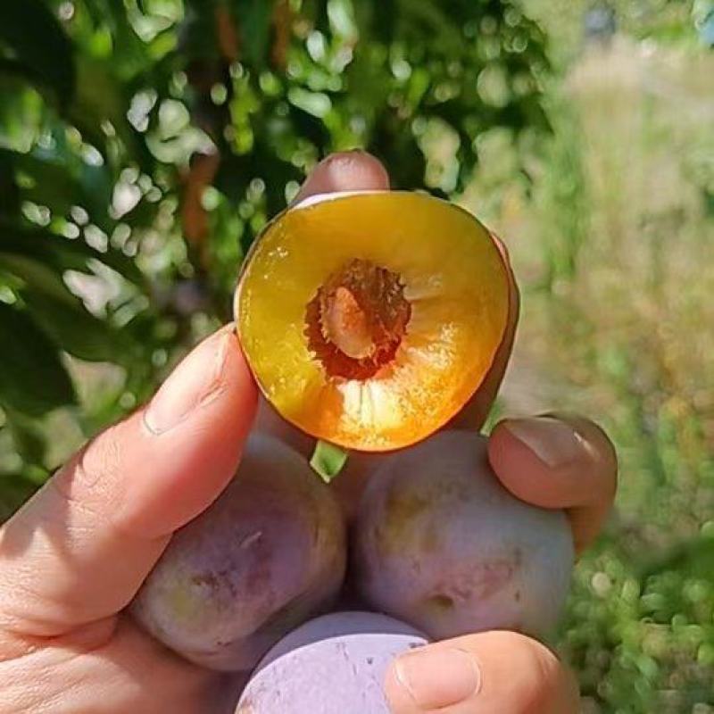 产地直销，量大从优