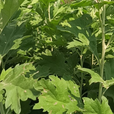 新鲜艾草