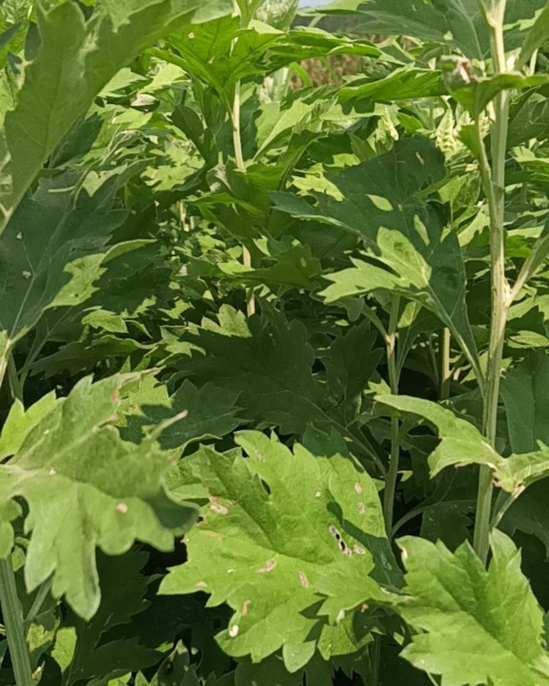 新鲜艾草