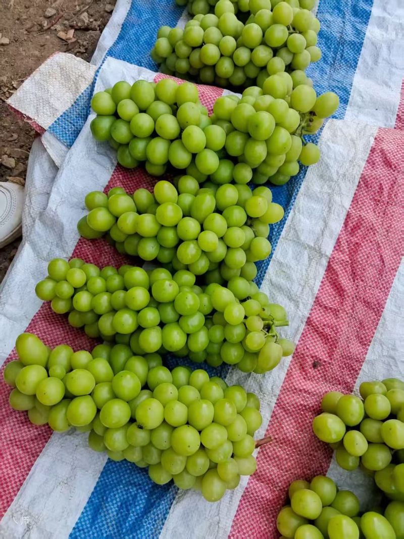 阳光玫瑰葡萄