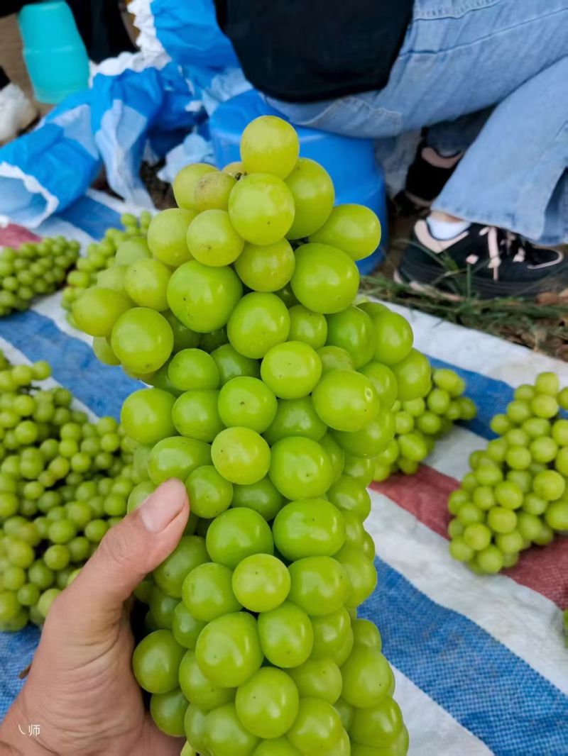 阳光玫瑰葡萄