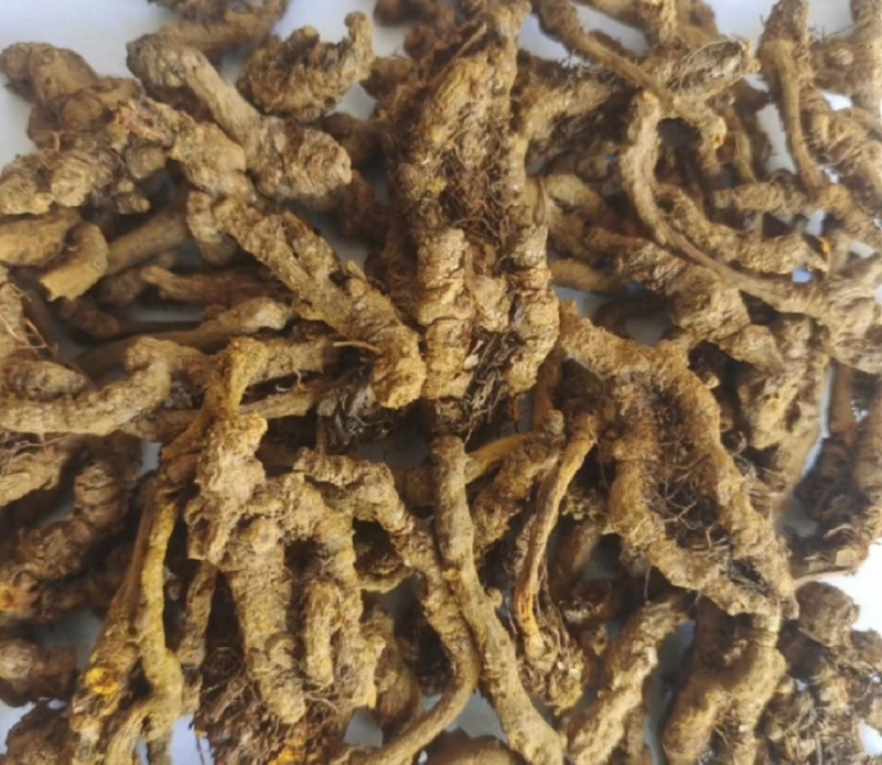 精品黄连保质保量一手货源品质保证产地直发欢迎咨询