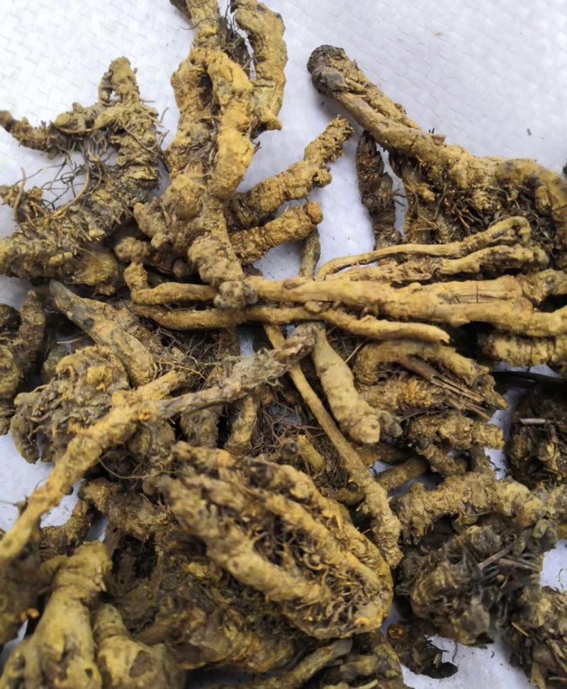 精品黄连保质保量一手货源品质保证产地直发欢迎咨询