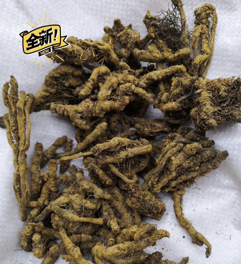 精品黄连保质保量一手货源品质保证产地直发欢迎咨询