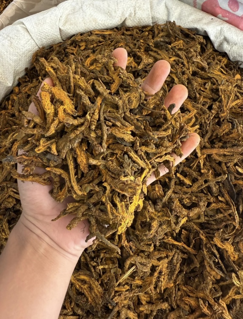 精品黄连保质保量一手货源品质保证产地直发欢迎咨询