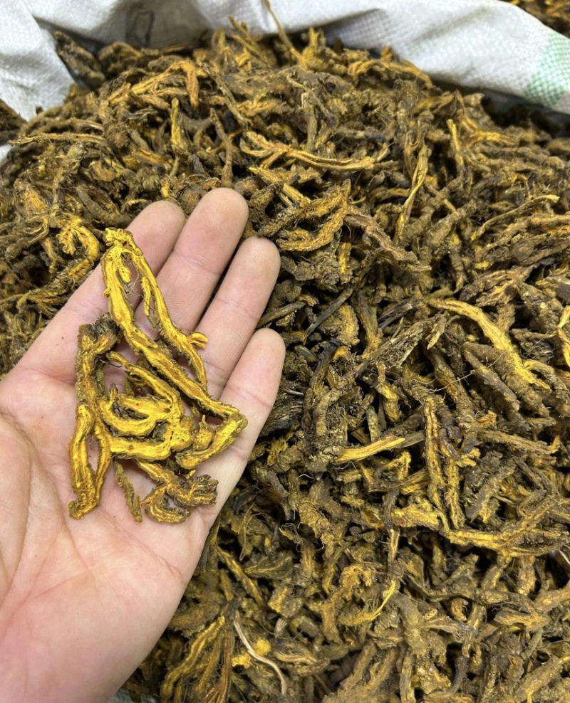 精品黄连保质保量一手货源品质保证产地直发欢迎咨询