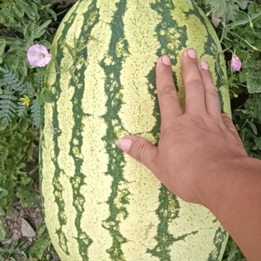 精品金城五