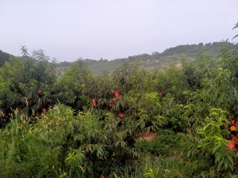 锦绣黄桃