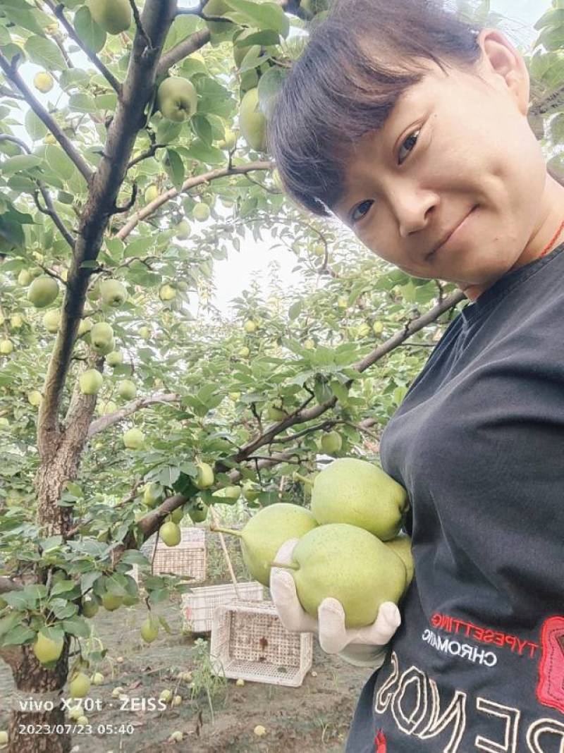 阳信早酥梨，有需要的老板直接联系，***********