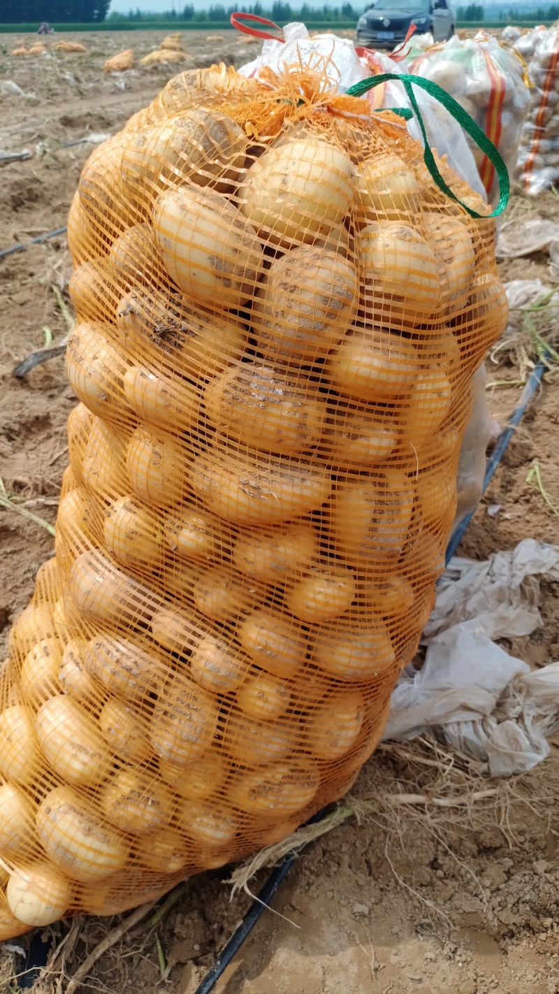 淀粉土豆:不烂不坏，质优价廉，产地发货