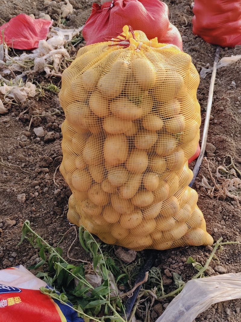 淀粉土豆:不烂不坏，质优价廉，产地发货