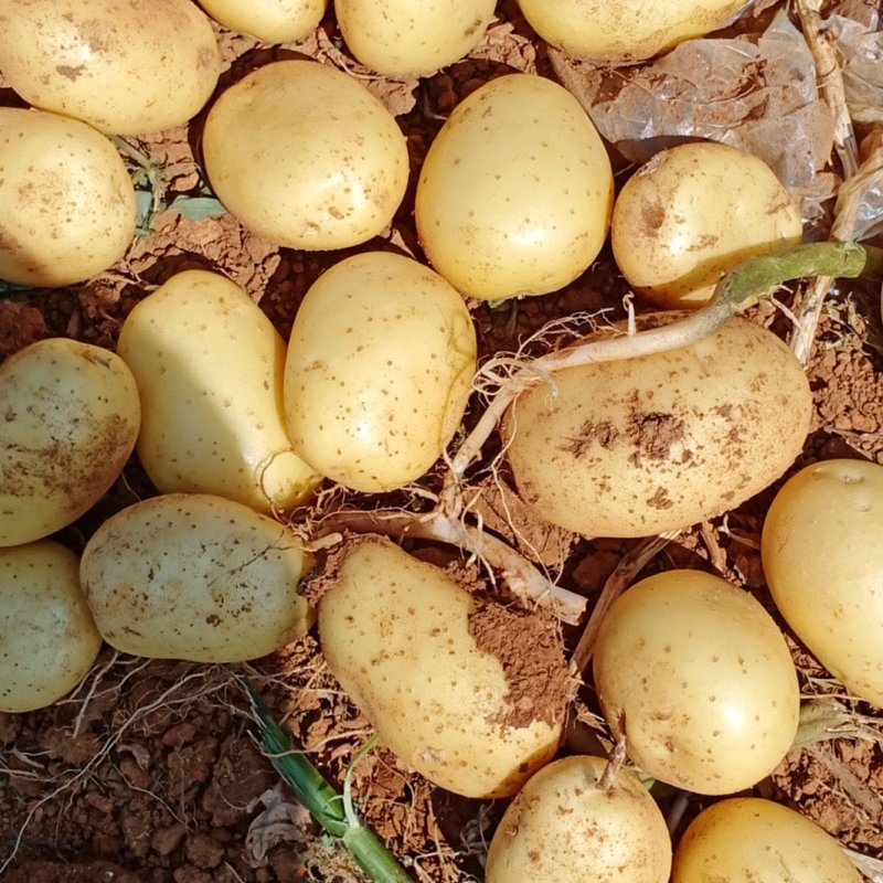 淀粉土豆:不烂不坏，质优价廉，产地发货