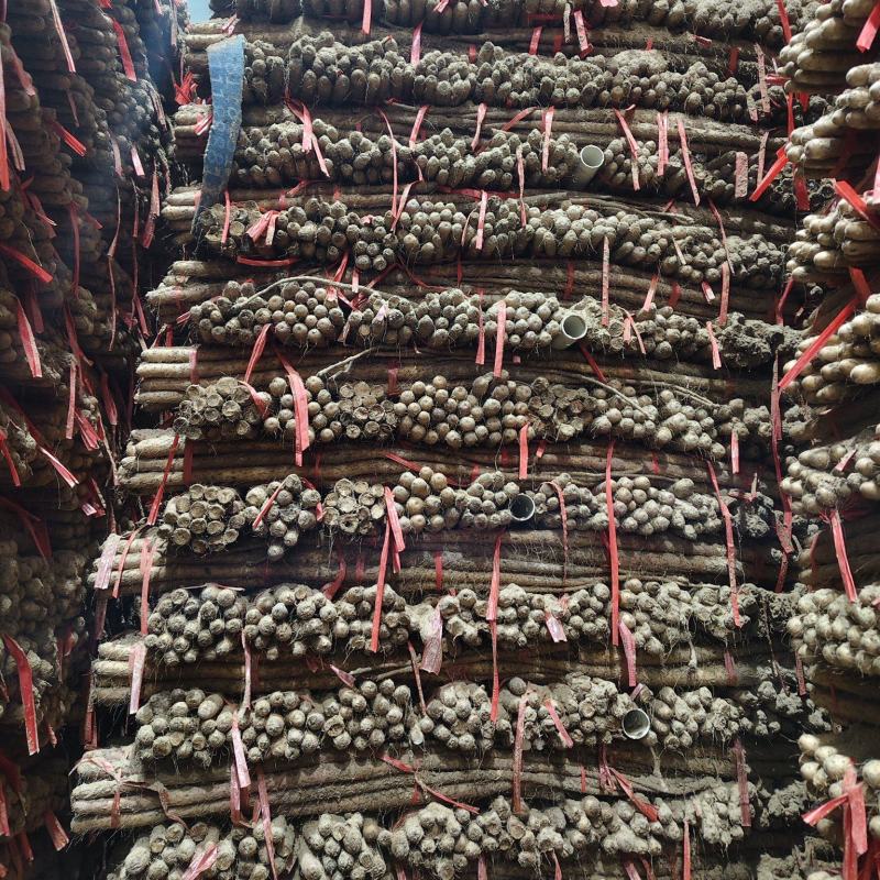铁棍山药
