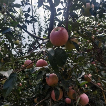 鲁丽苹果成熟上市