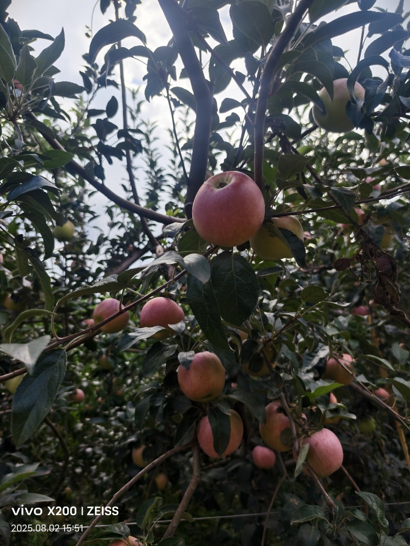 鲁丽苹果成熟上市