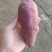 西瓜红出售100000斤出售