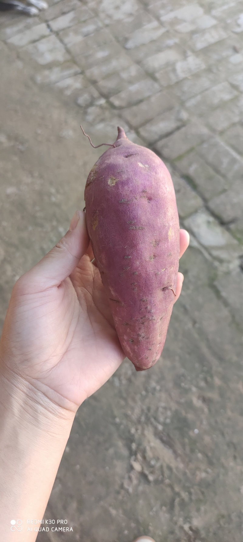 西瓜红出售100000斤出售