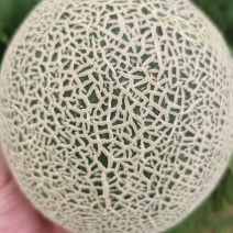 牛三