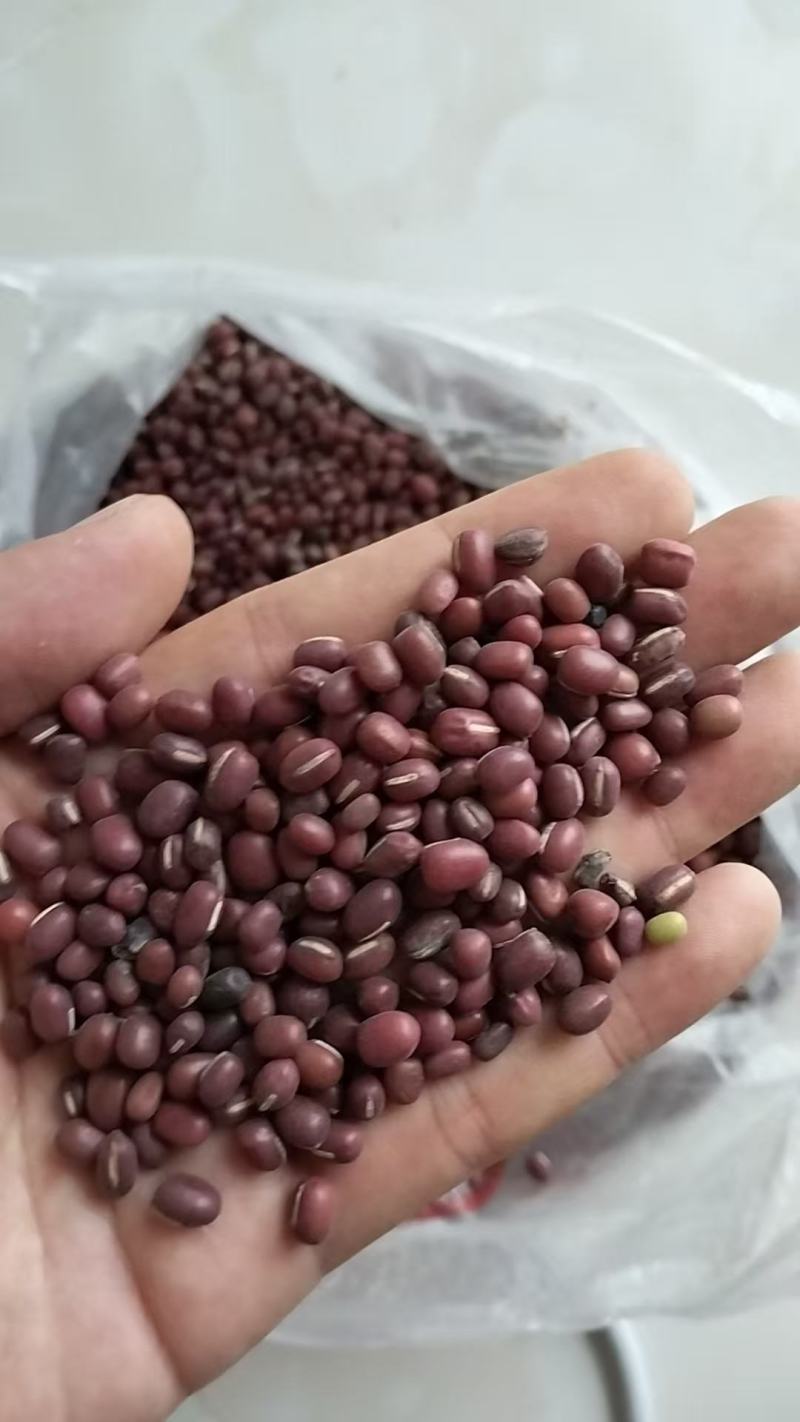 红小豆