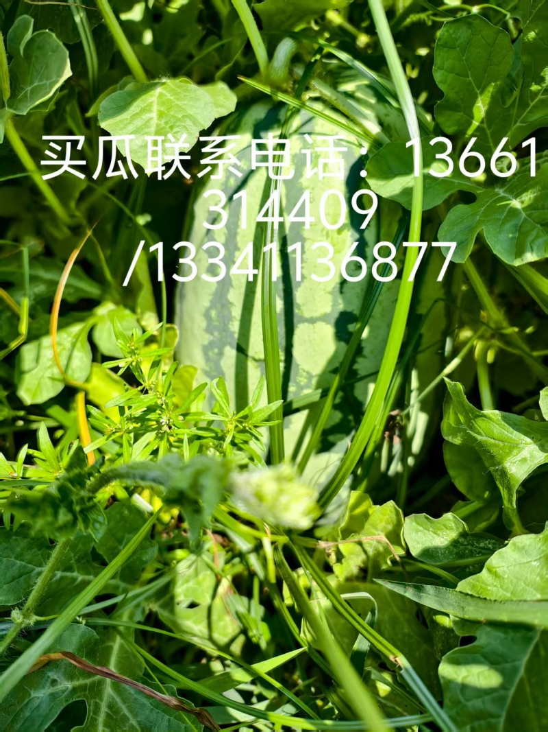 兴农8号西瓜