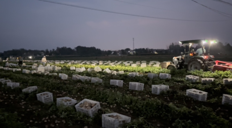通许三优货大量开库对接市场电商，保质保量，放心采购