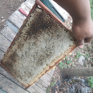 纯蜂蜜批发零售
