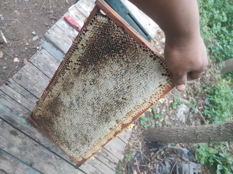 纯蜂蜜批发零售