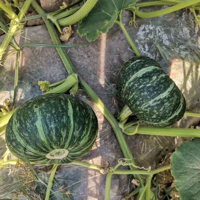 正宗板栗南瓜老南瓜香甜粉糯味南瓜辅食非贝贝南瓜一件代发
