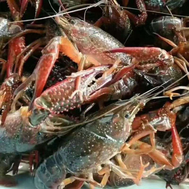 湖北潜江液氮小龙虾，液氮清水小龙虾，液氮油炸小龙虾全规格