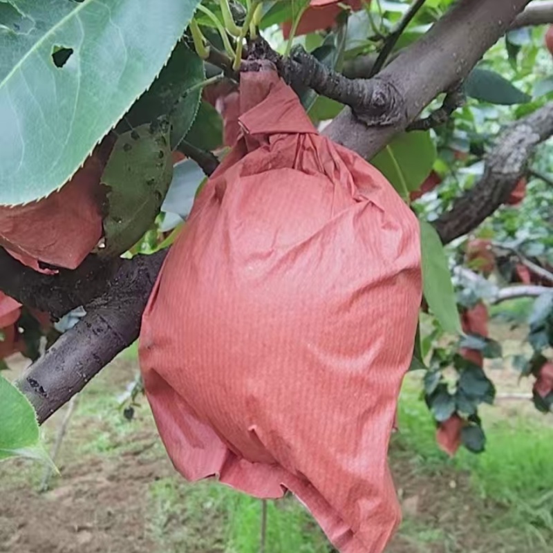 自家皇冠梨