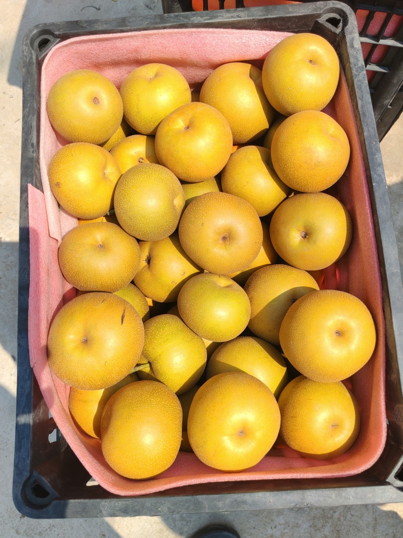 砀山光果圆黄梨红皮梨蜜梨大量供应产地直发