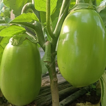 青茄
