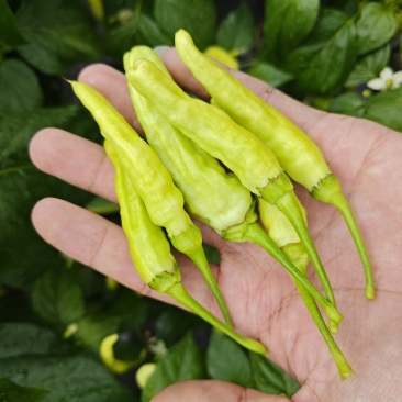 云南蒙自新鲜小米椒泡椒，大量上市量大管饱。