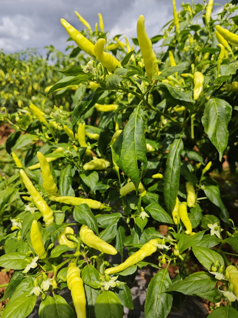 云南蒙自新鲜小米椒泡椒，大量上市量大管饱。