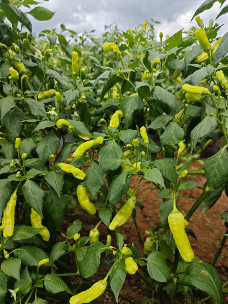 云南蒙自新鲜小米椒泡椒，大量上市量大管饱。