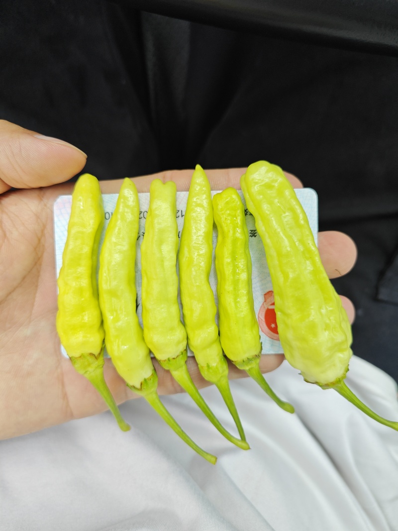 云南蒙自新鲜小米椒泡椒，大量上市量大管饱。