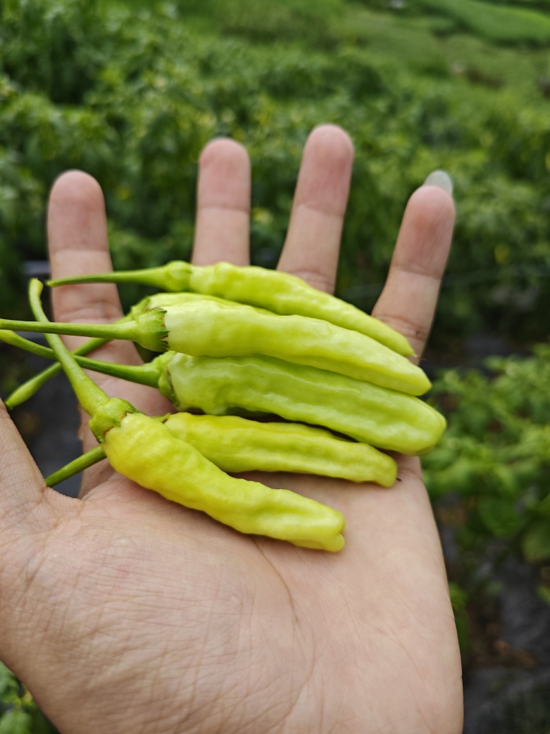 云南蒙自新鲜小米椒泡椒，大量上市量大管饱。