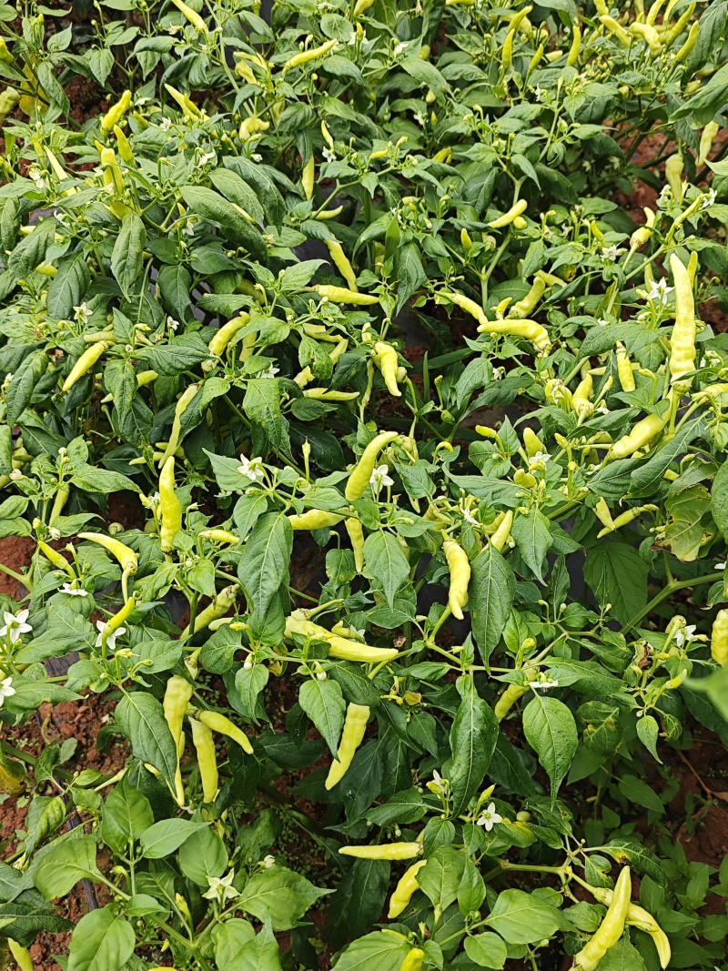 云南蒙自新鲜小米椒泡椒，大量上市量大管饱。