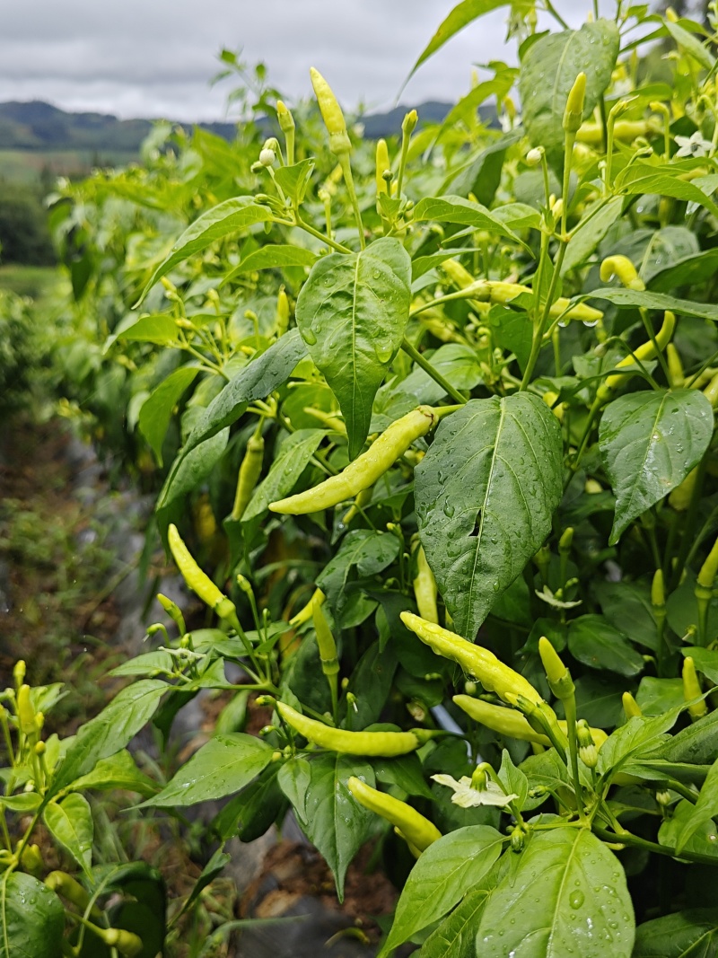 云南蒙自新鲜小米椒泡椒，大量上市量大管饱。