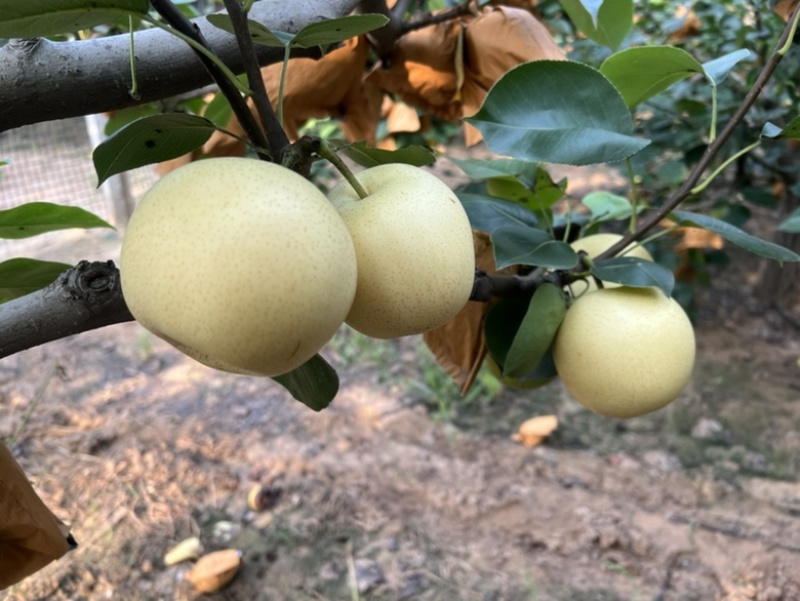 白皇冠梨三百亩想要的联系