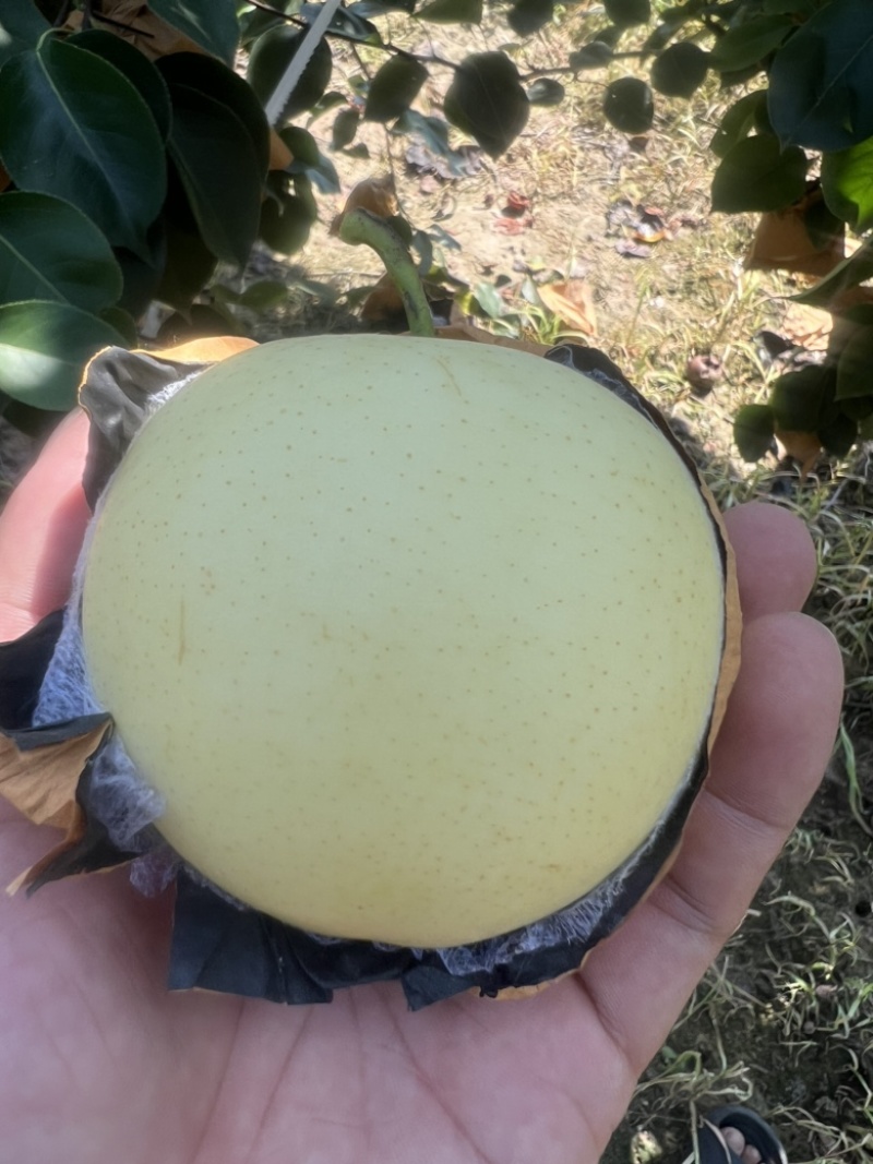 白皇冠梨三百亩想要的联系