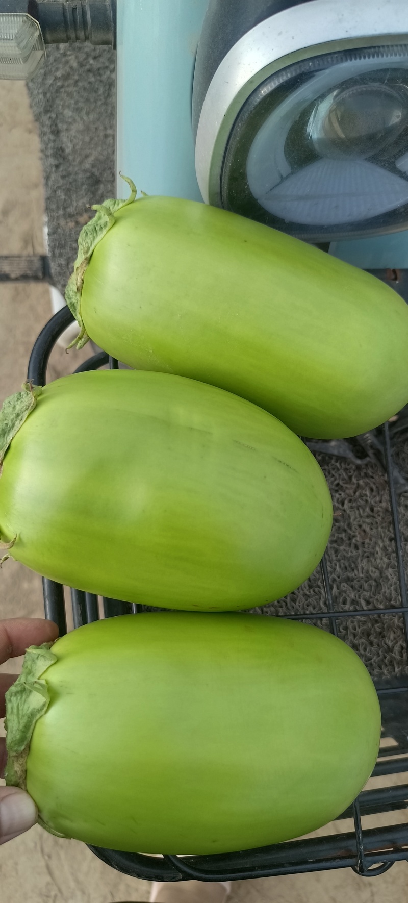 青茄