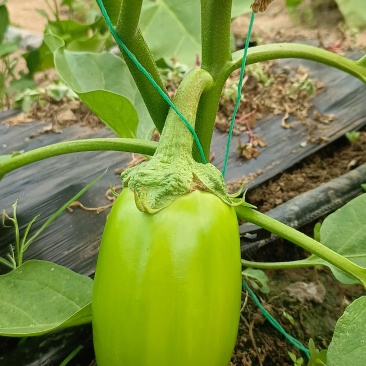 青茄