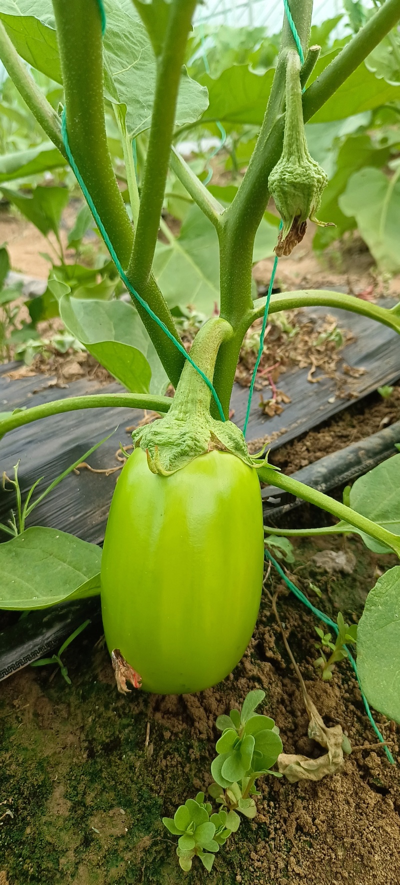 青茄